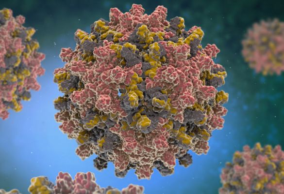 Struktur von HBV Viren. Sie sind der Auslöser von Hepatitis B Infektionen.